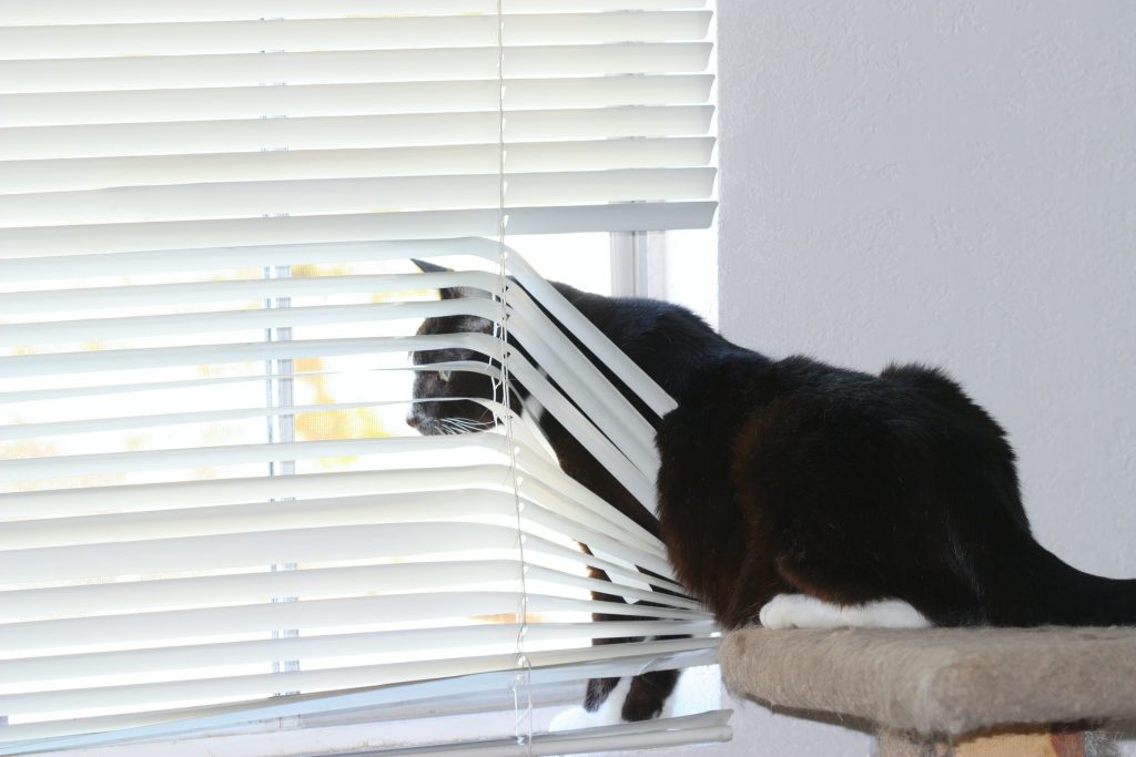 Which Is Better: Blinds or Curtains?